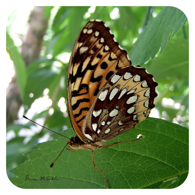 (image for) Great Spangled Fritillary